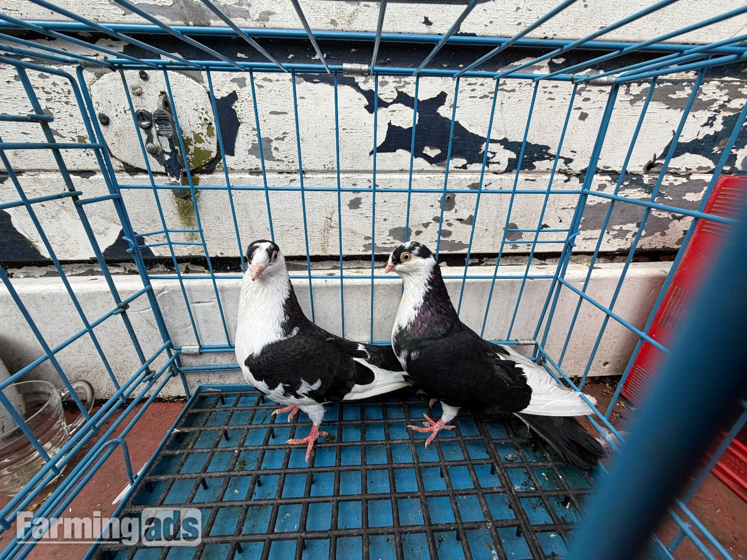 Pigeon for sale - {CATEGORY}