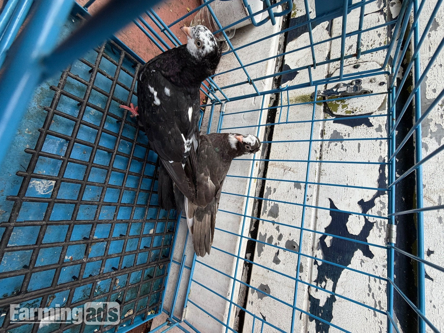 Pigeon for sale - {CATEGORY}