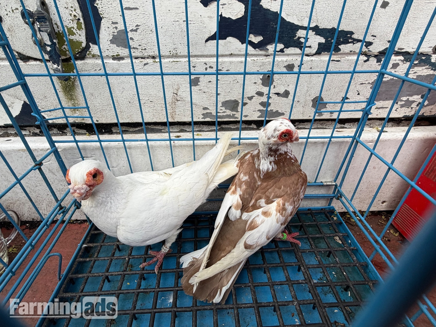 Pigeon for sale 