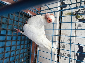 Pigeon for sale