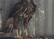 2026 Harris hawk chicks available 