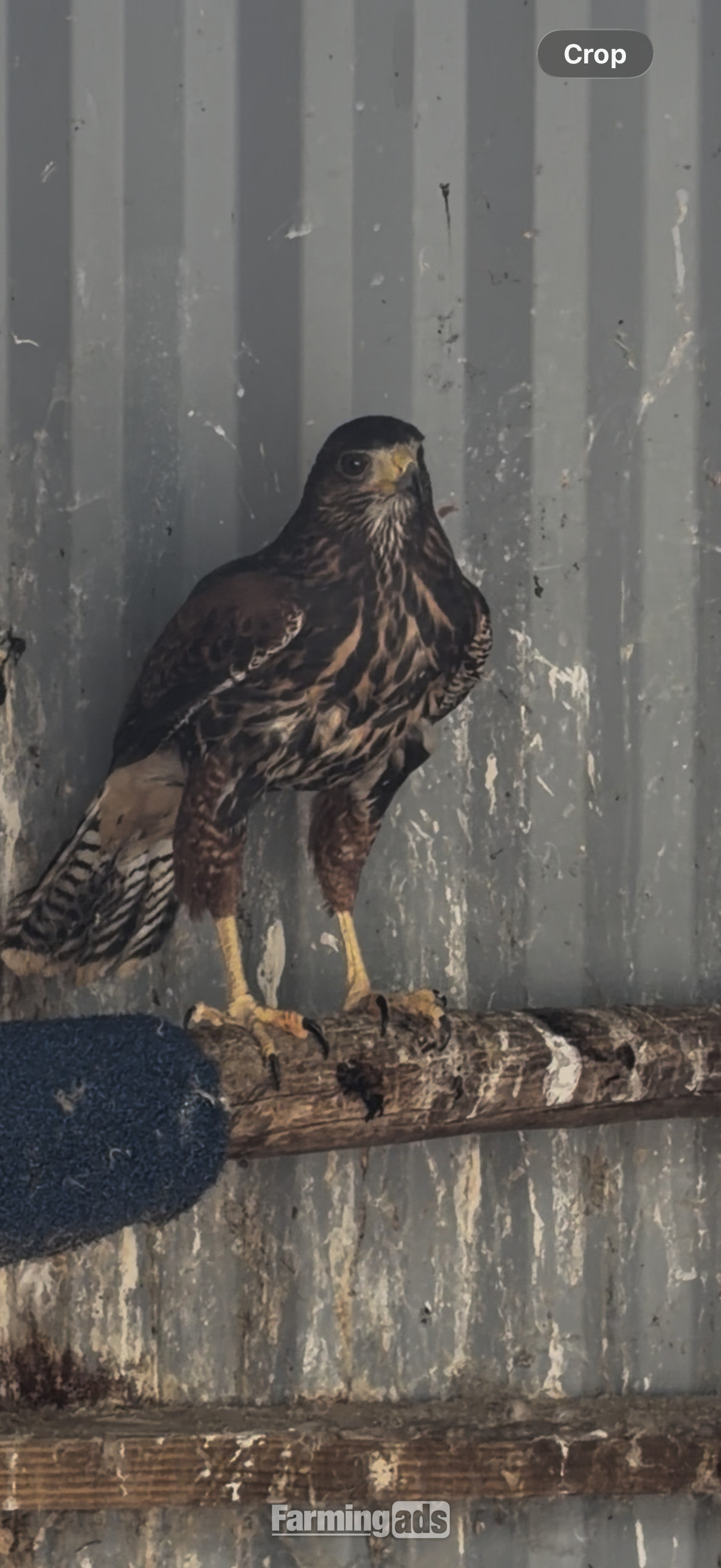 2026 Harris hawk chicks available 