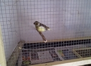 Gloster canaries this years young