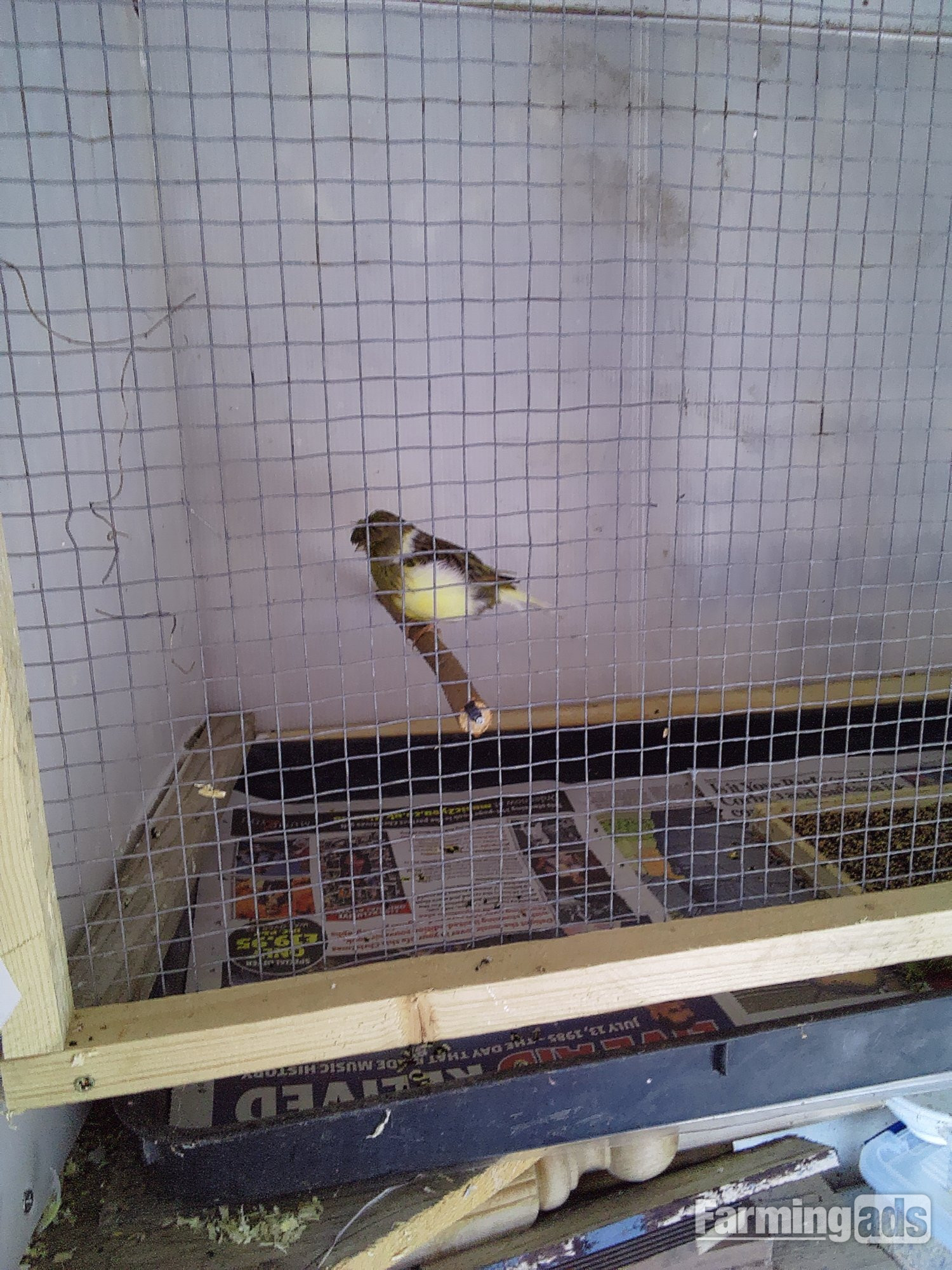 Gloster canaries this years young