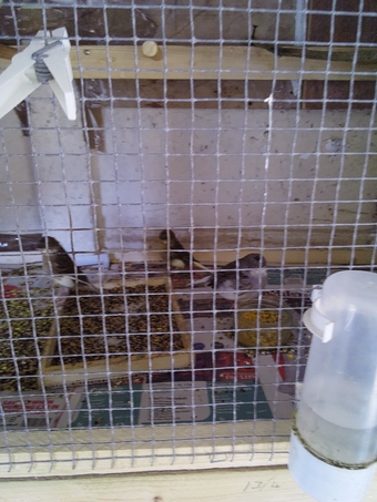 Gloster canaries this years young