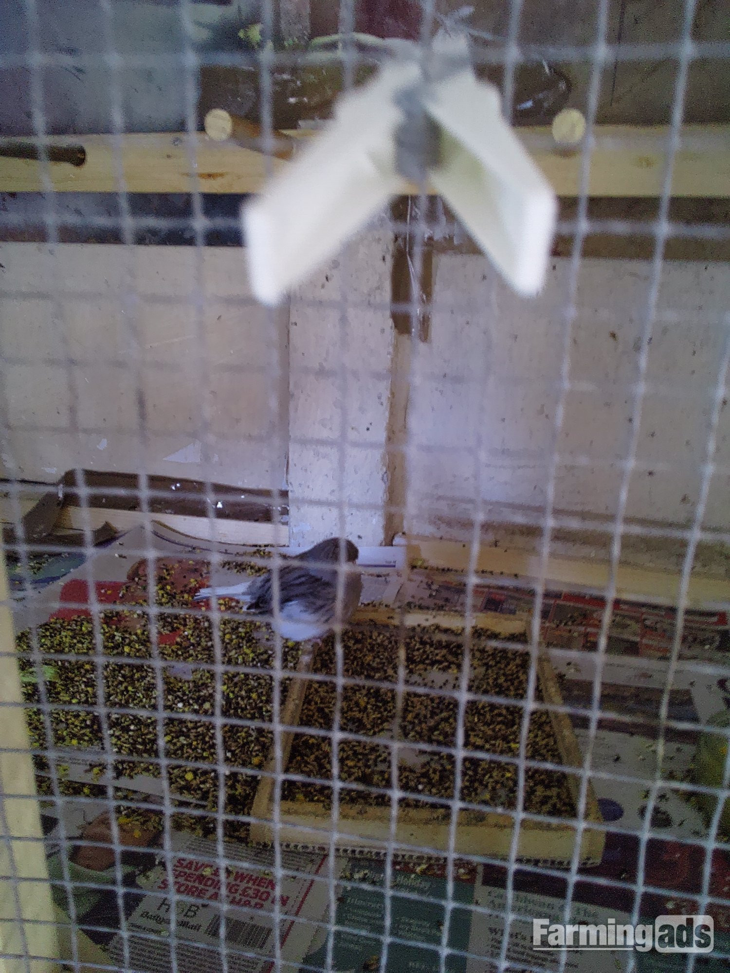 Gloster canaries this years young