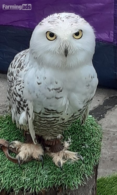 Owls for sale