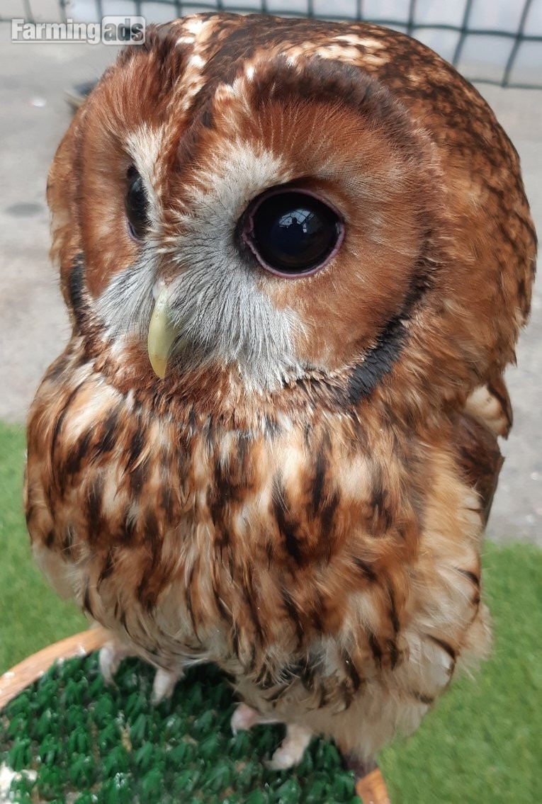  Owls for sale