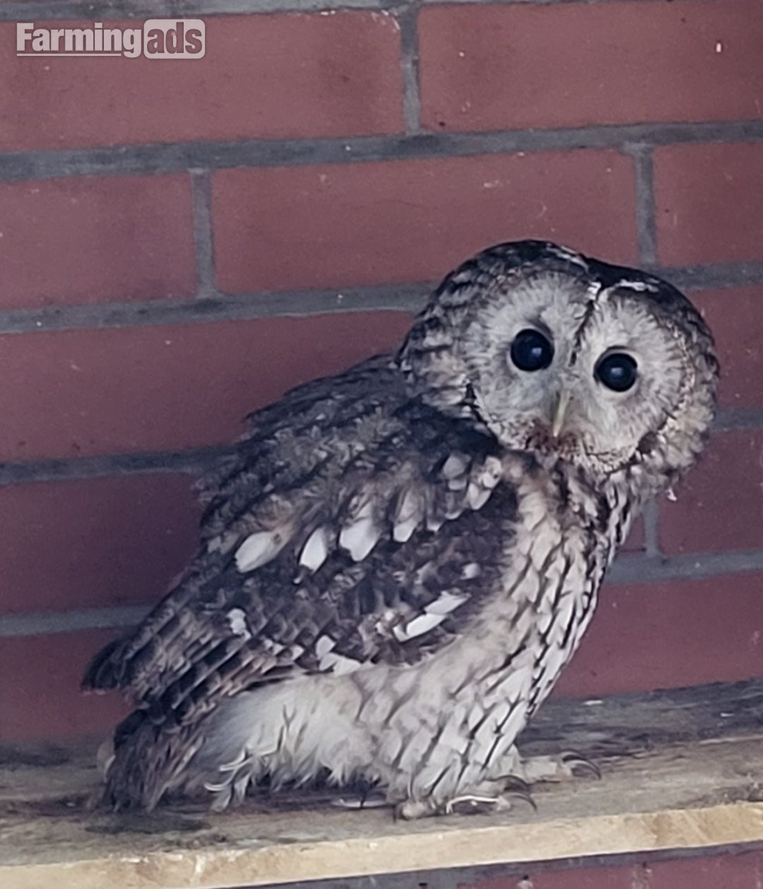 Owls for sale