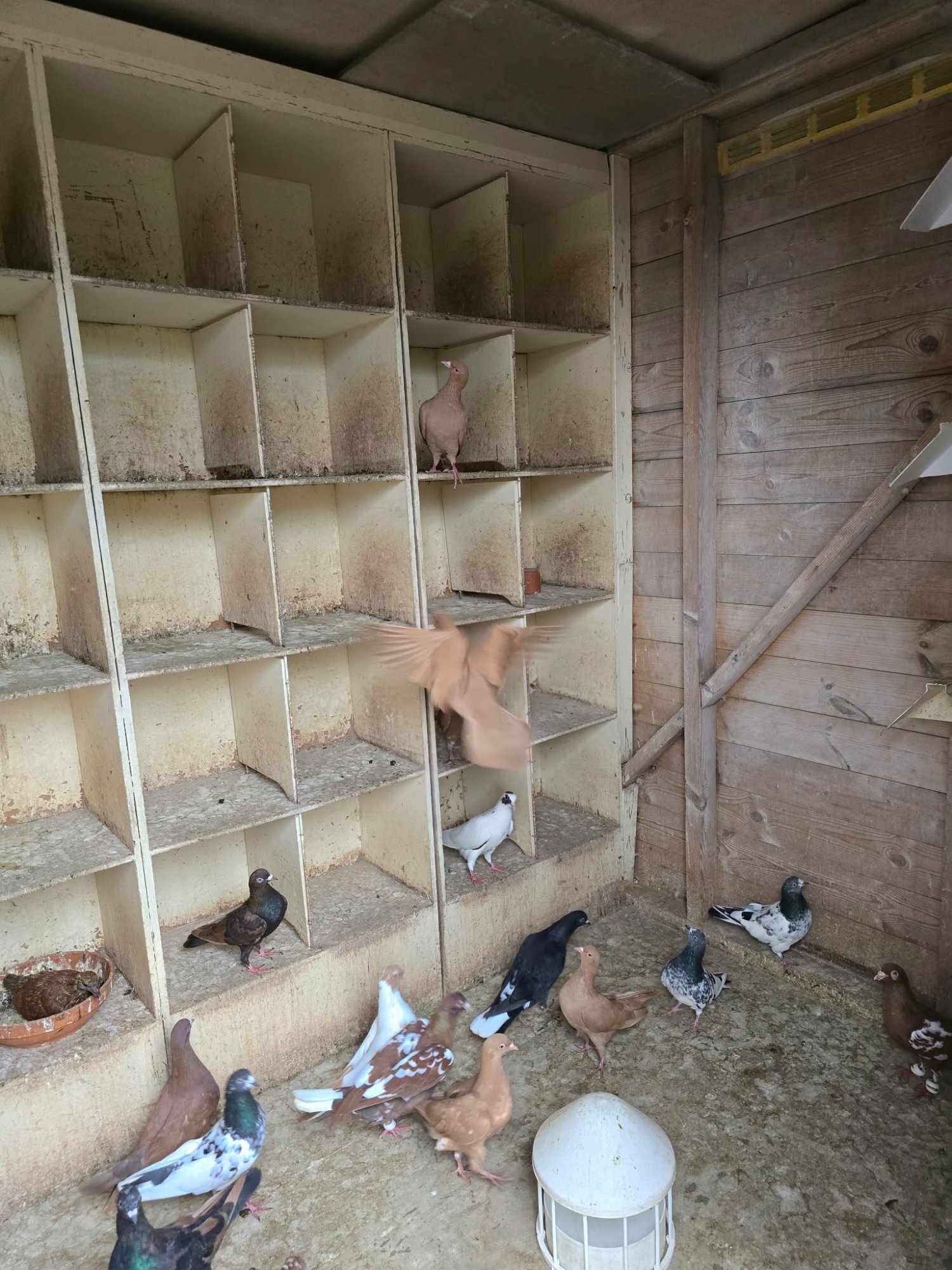 Pigeons for Sale 