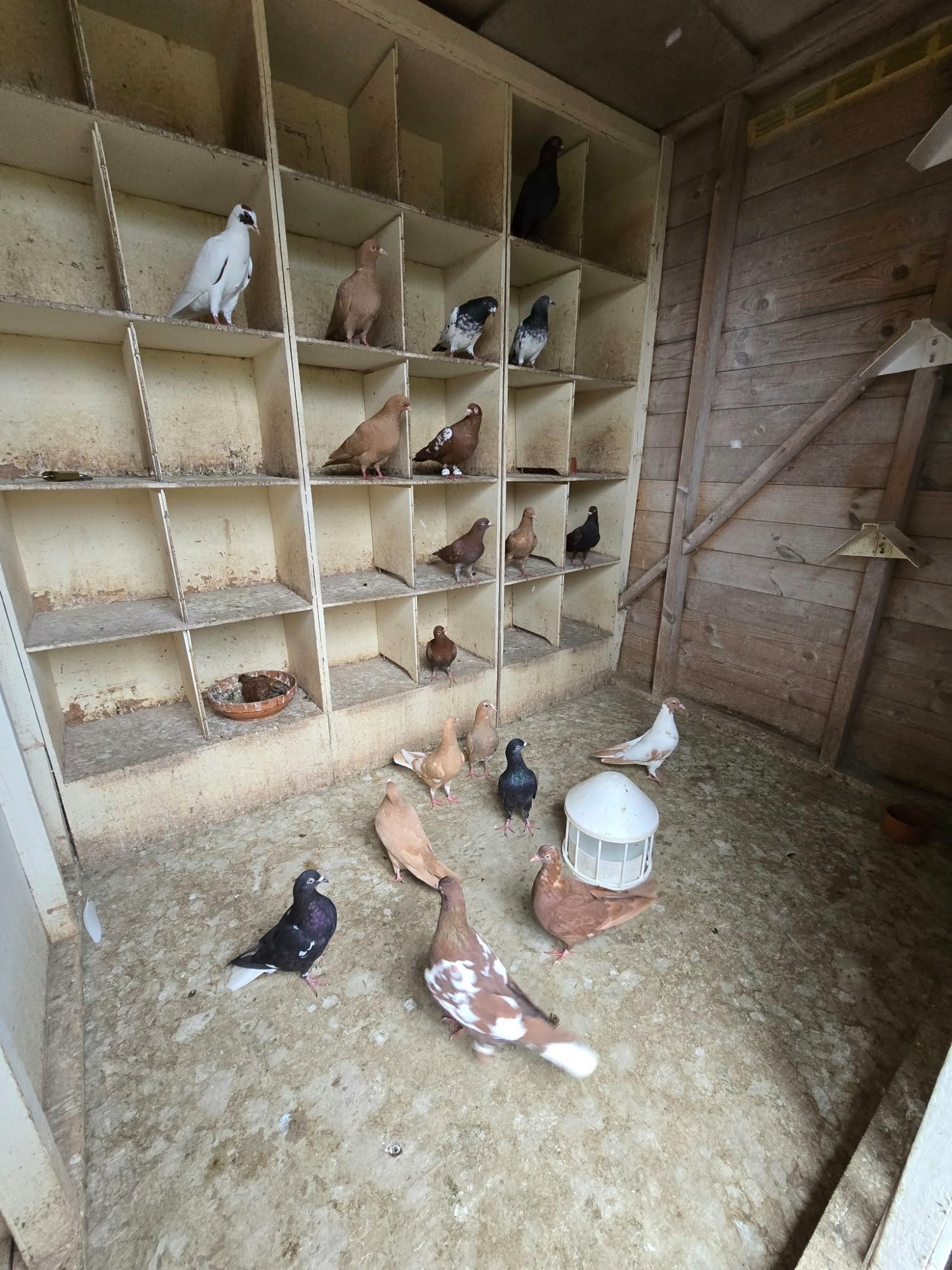  Pigeons for Sale 