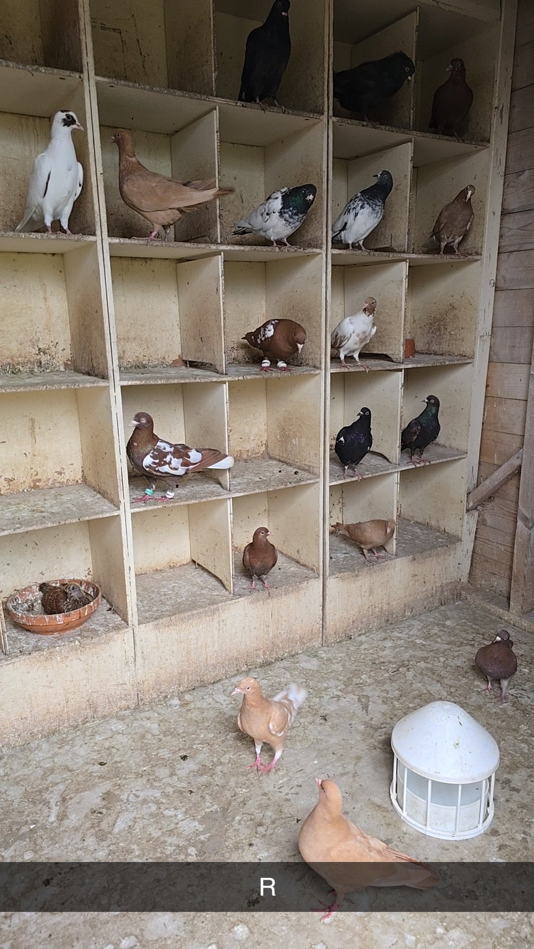Pigeons for Sale  - {CATEGORY}