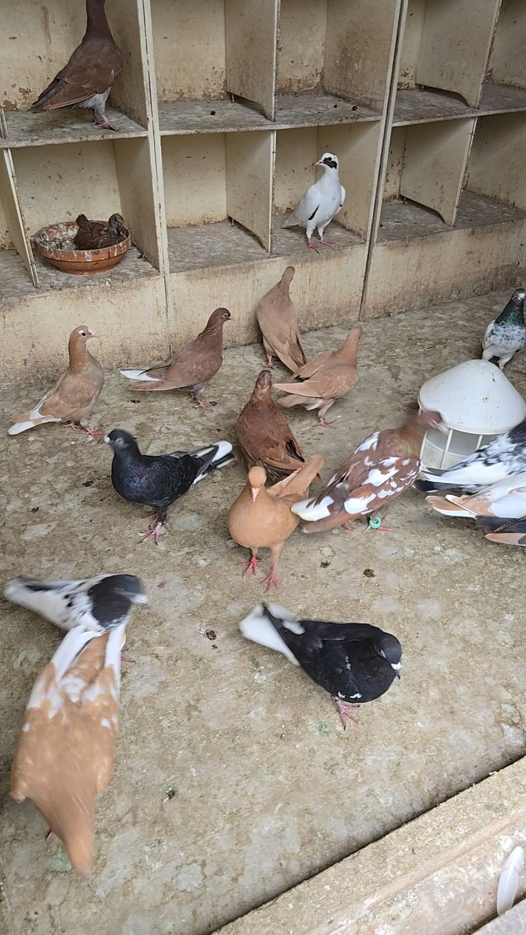 Pigeons for Sale  - {CATEGORY}