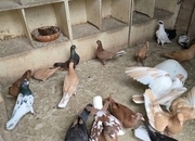 Pigeons for Sale 