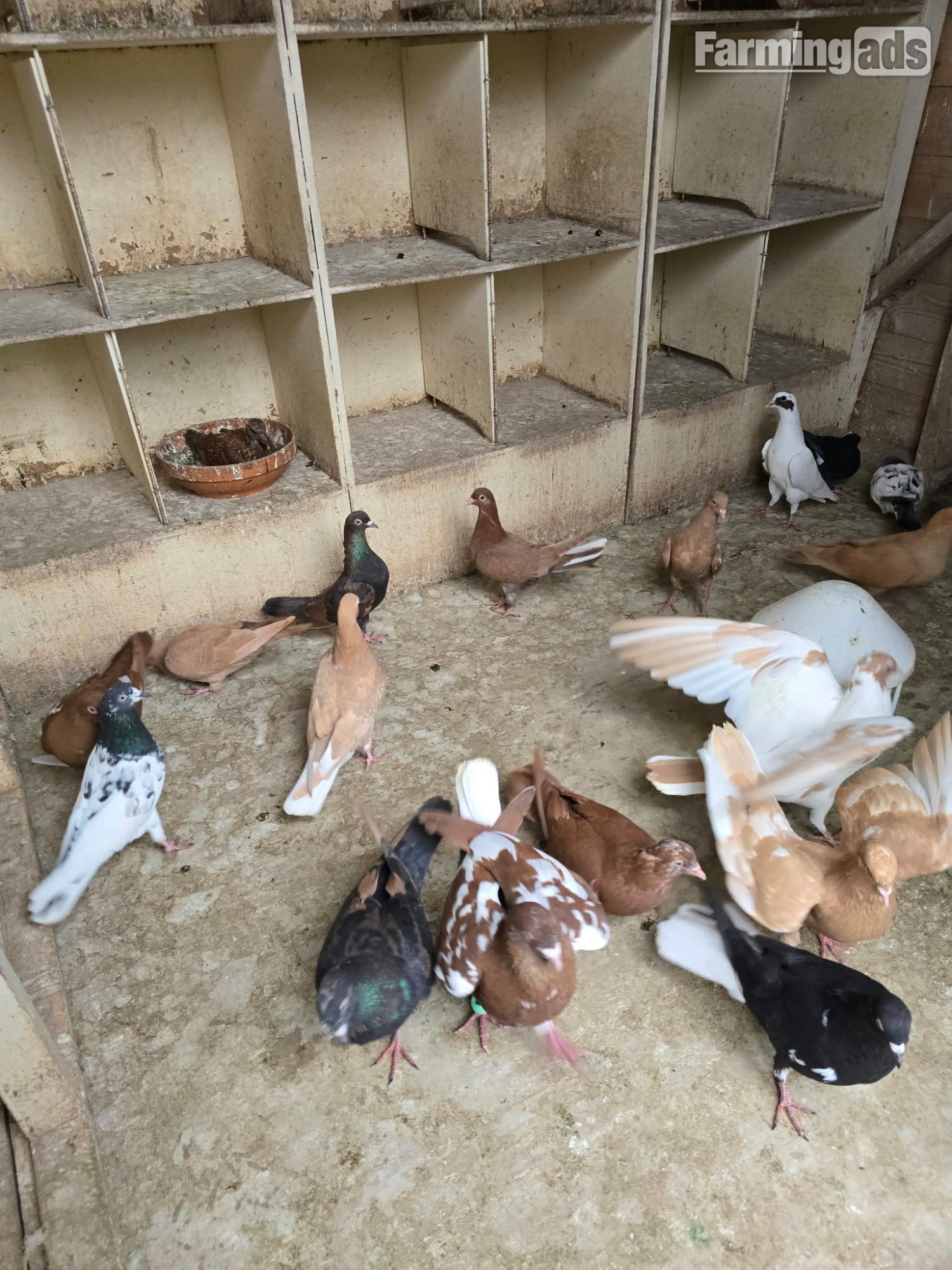 Pigeons for Sale 