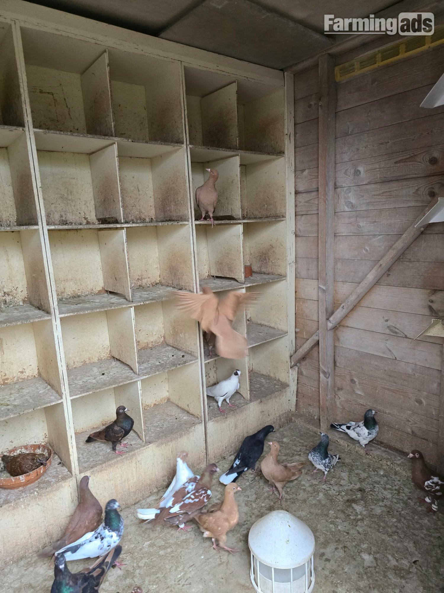 Pigeons for Sale 