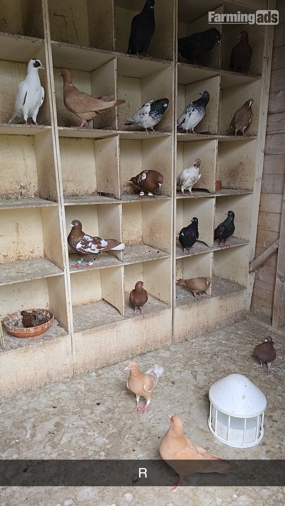 Pigeons for Sale  - {CATEGORY}