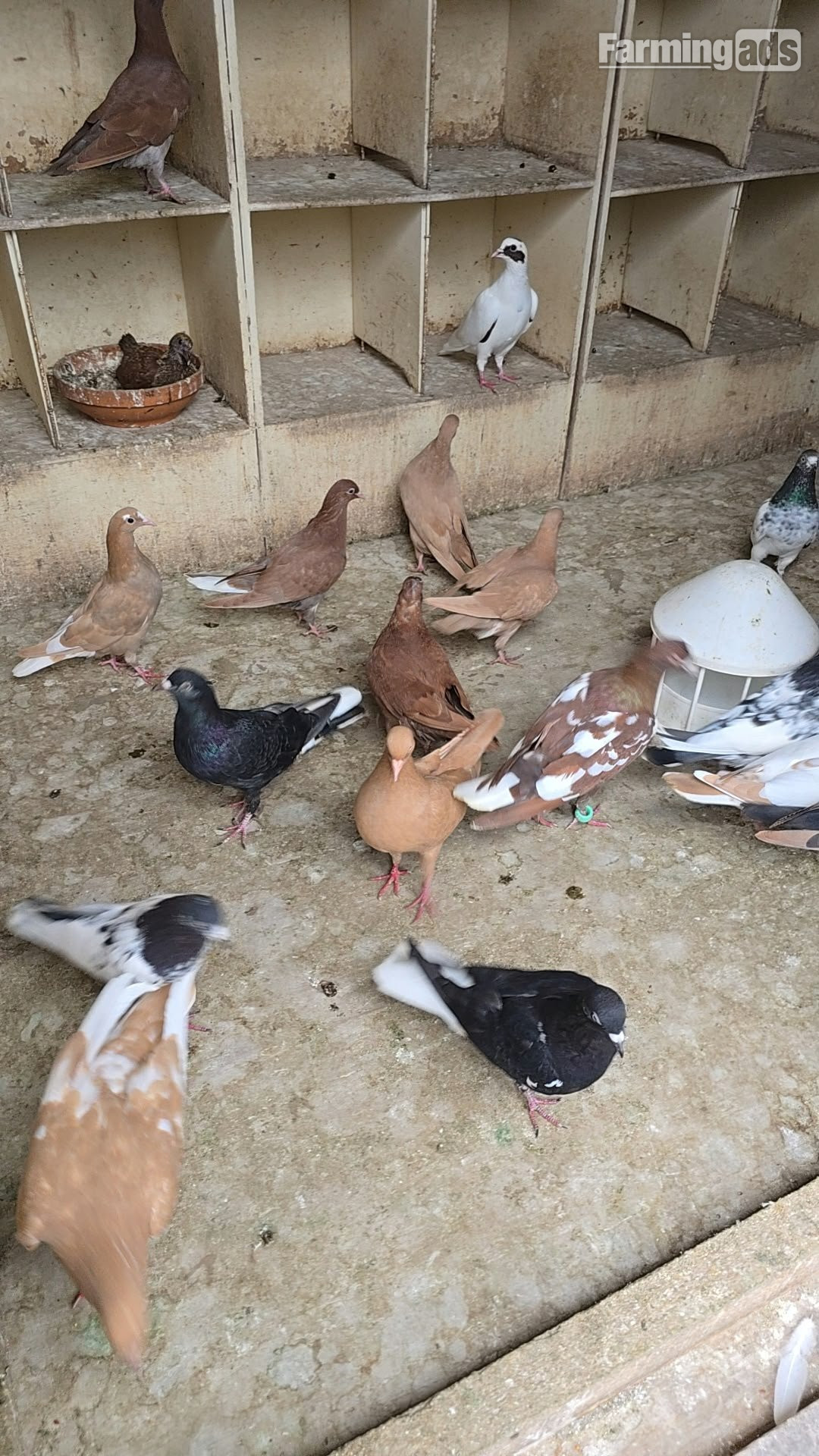 Pigeons for Sale  - {CATEGORY}
