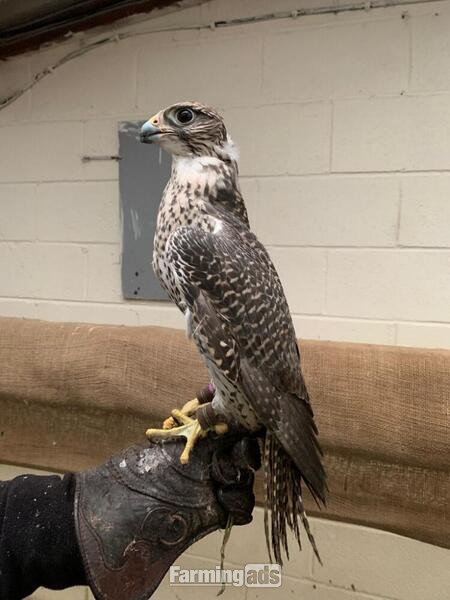 2020 Dark Male Parent Reared 7/8 Gyr x Saker 