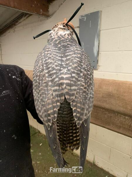 2020 Dark Male Parent Reared 7/8 Gyr x Saker - {CATEGORY}