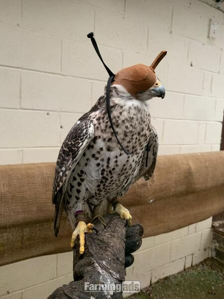 2020 Dark Male Parent Reared 7/8 Gyr x Saker - {CATEGORY}