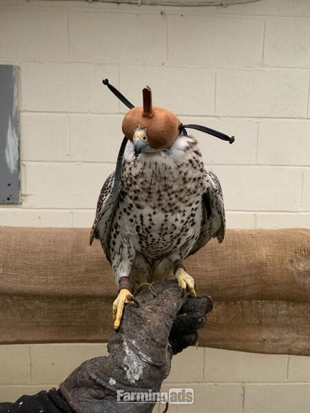 2020 Dark Male Parent Reared 7/8 Gyr x Saker