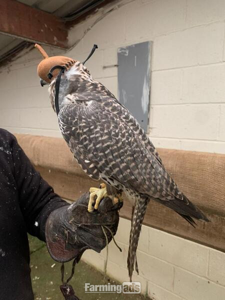 2020 Dark Male Parent Reared 7/8 Gyr x Saker