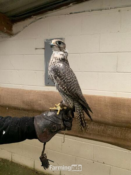  2020 Dark Male Parent Reared 7/8 Gyr x Saker