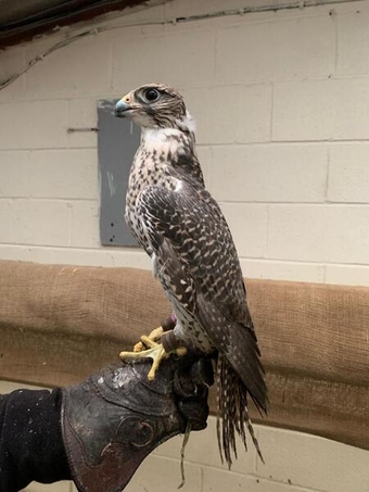 2020 Dark Male Parent Reared 7/8 Gyr x Saker