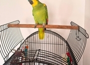 Blue Fronted Amazon 