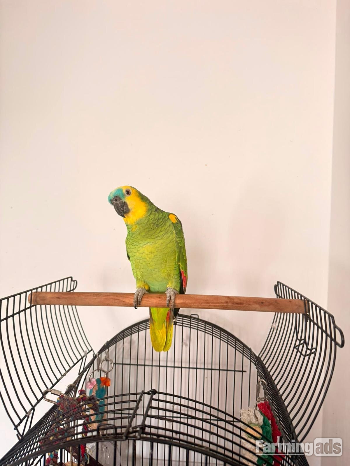 Blue Fronted Amazon 