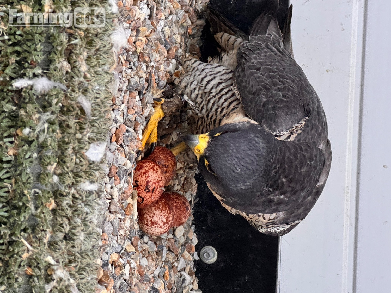 2026 female peregrine falcons with A10