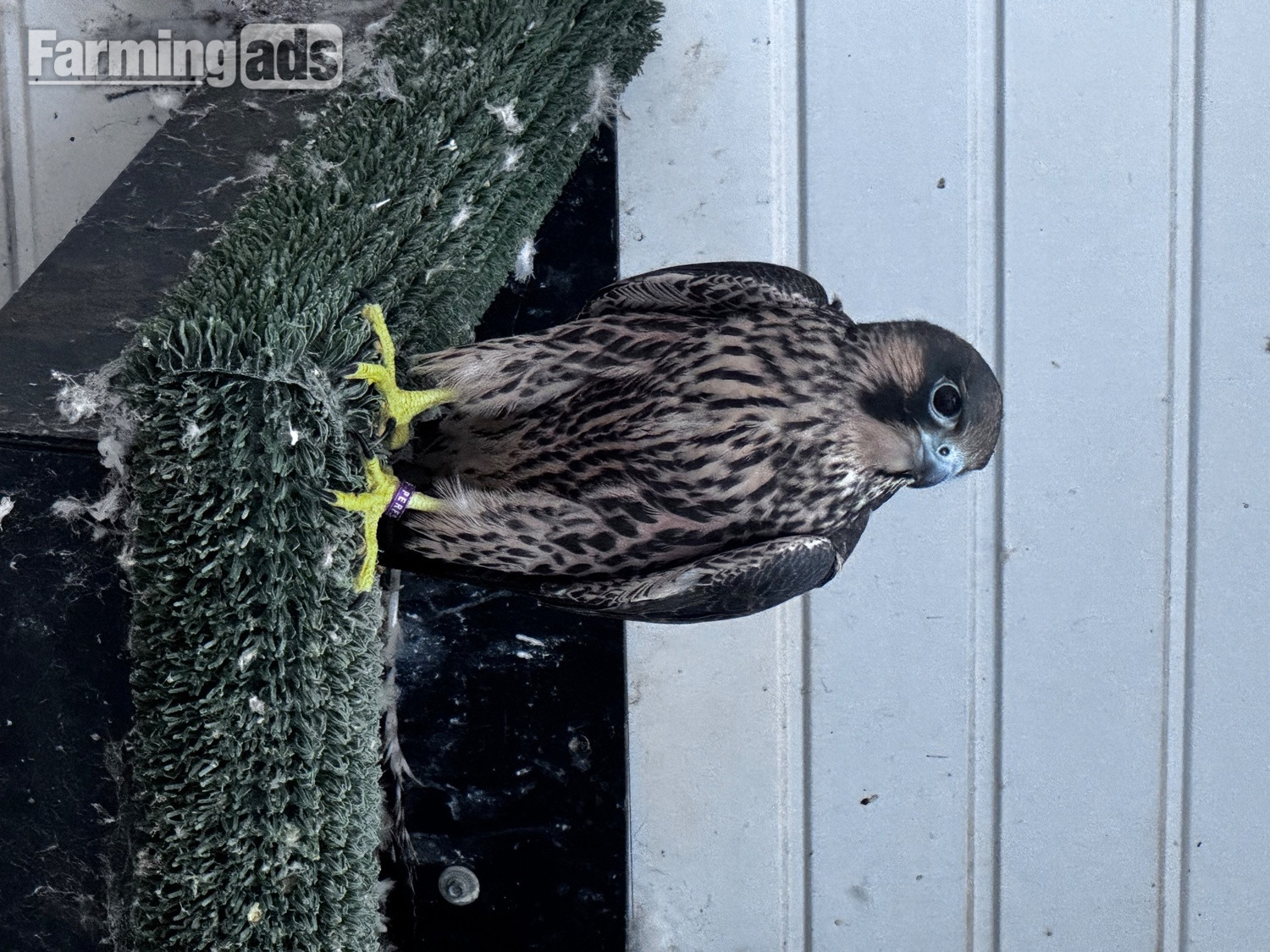 2026 female peregrine falcons with A10