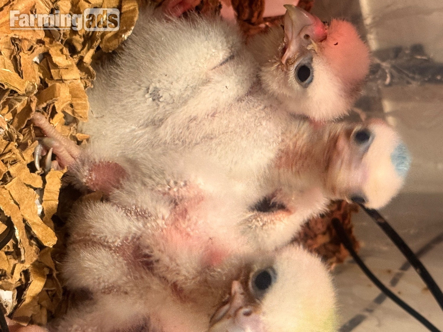 2026 female peregrine falcons with A10 - {CATEGORY}