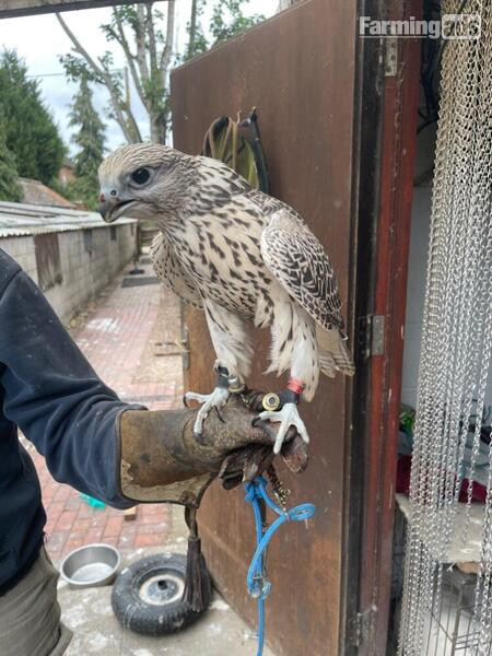  2025 Imprint Male Pure Gyr