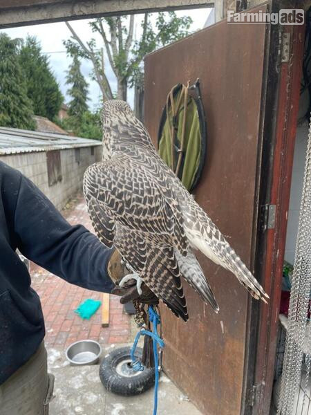 2025 Imprint Male Pure Gyr