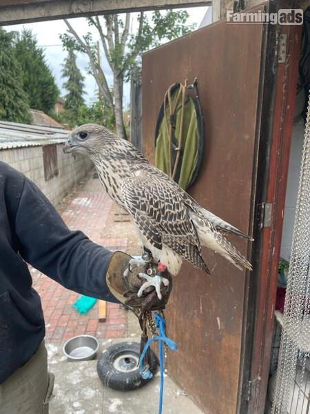 2025 Imprint Male Pure Gyr