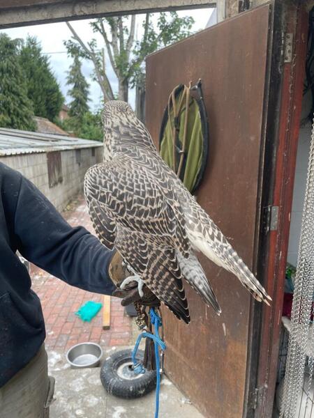 2025 Imprint Male Pure Gyr