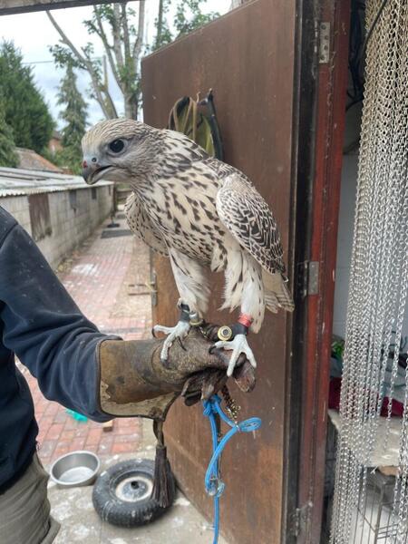  2025 Imprint Male Pure Gyr