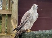 5/8 GYR SAKER 11 years old