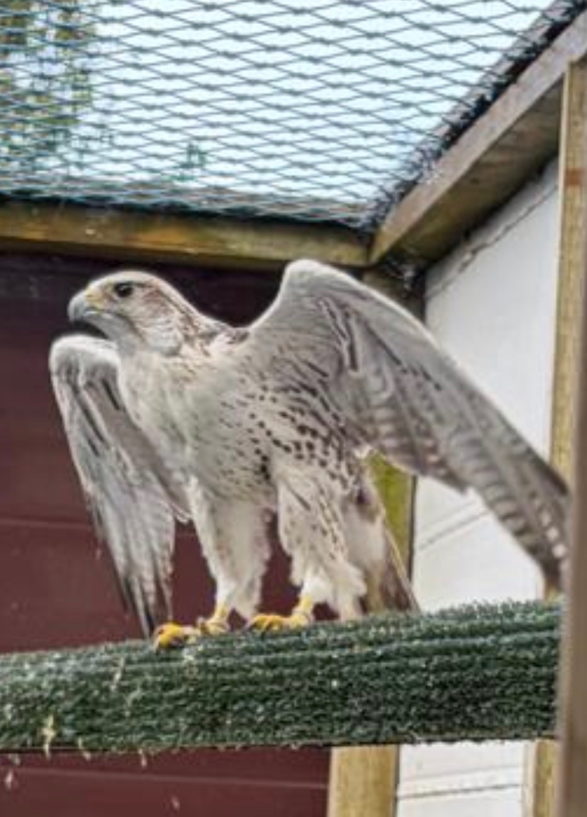 5/8 GYR SAKER 11 years old