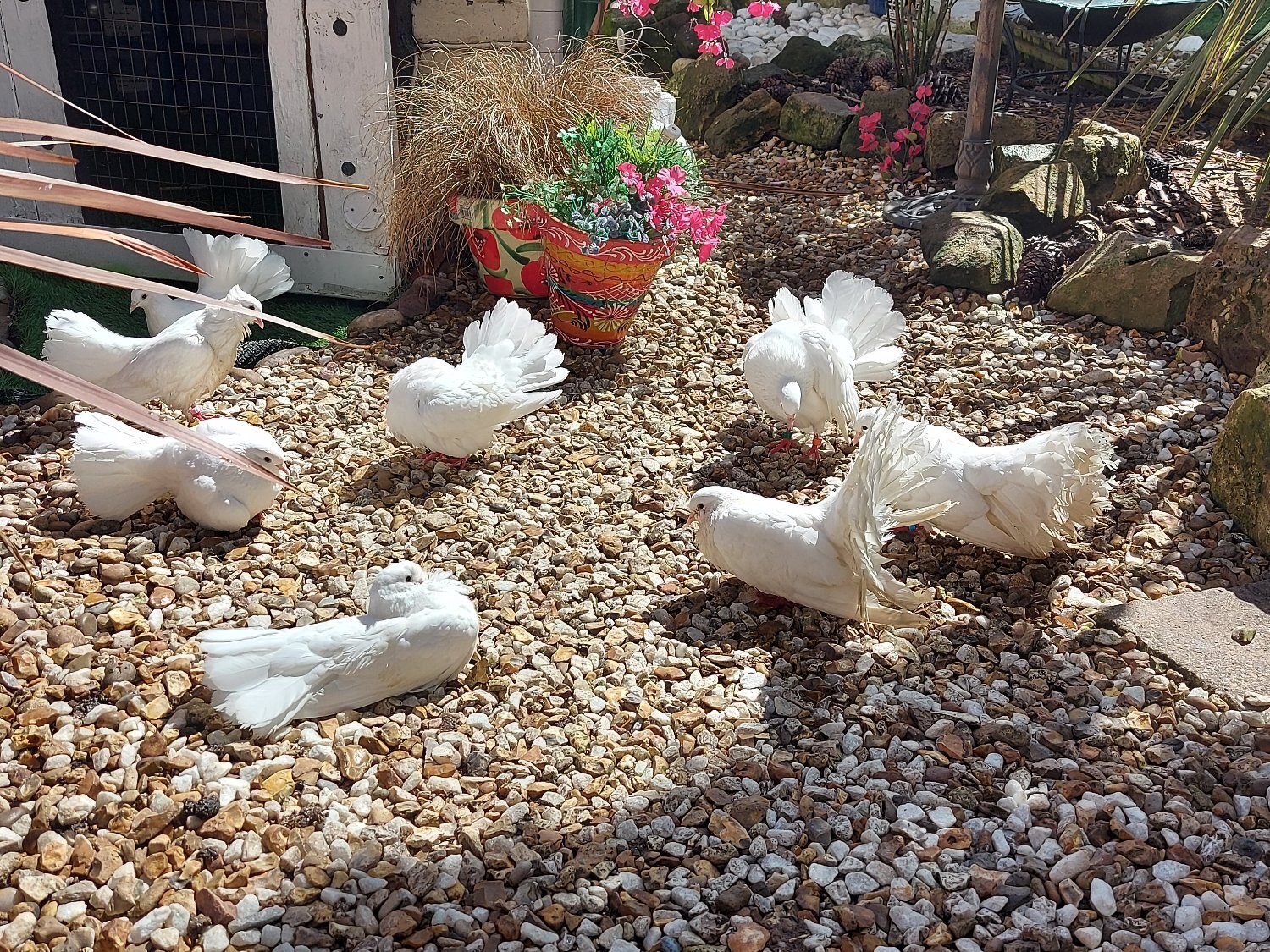 White Fantail Doves up for a new home