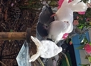 White Fantail Doves up for a new home