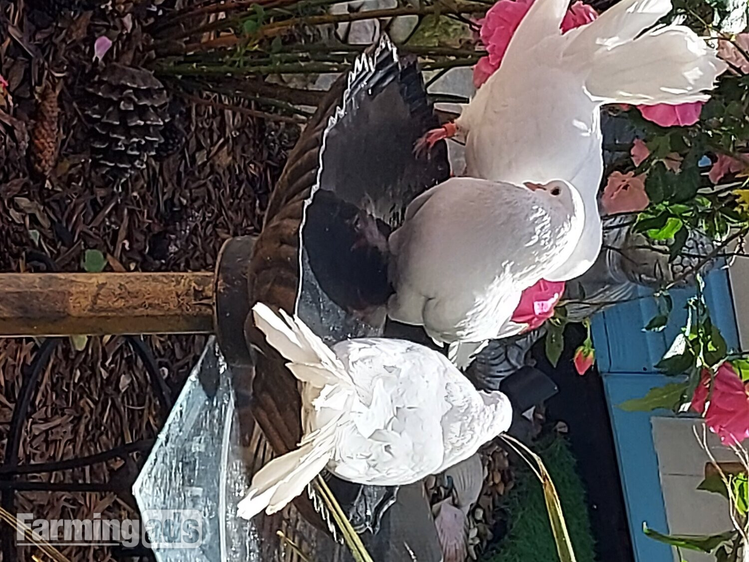 White Fantail Doves up for a new home