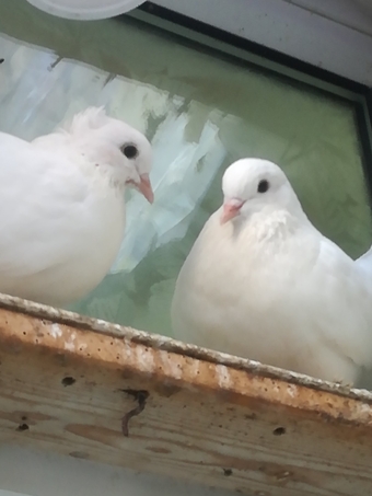 White Fantail Doves up for a new home