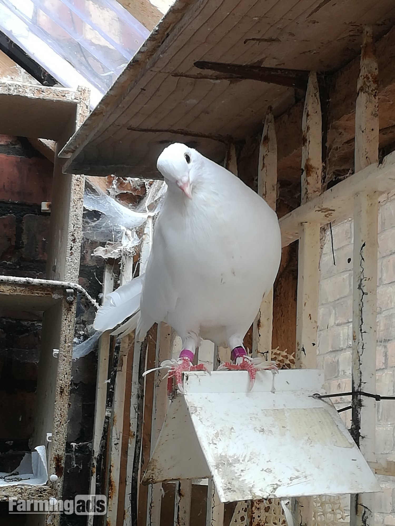  White Fantail Doves up for a new home