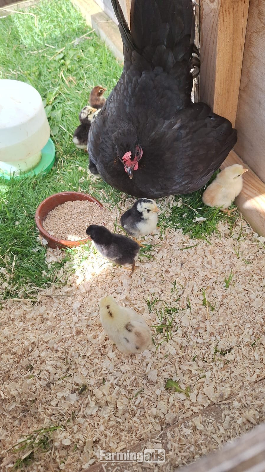 Bantom Hen and 8 Bantom Chick's 