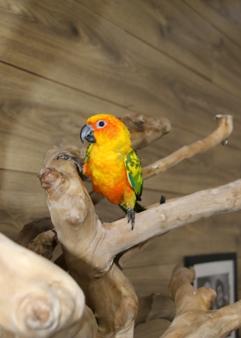 Baby Sun conure Available 