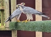 Bonded Pair of Lanner Falcons 