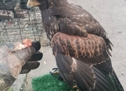 Harris Hawk breeding pair. PROLIFIC LAYER. 